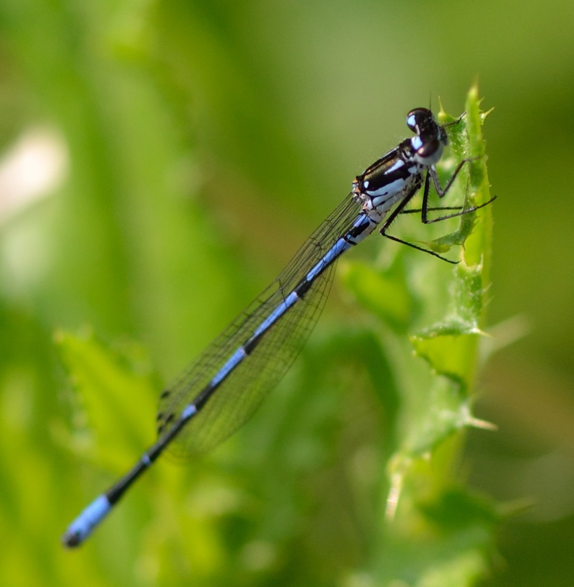 Coenagrion pulchellum & puella