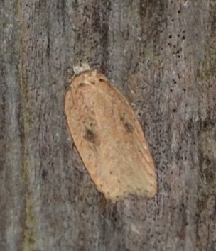Agonopterix?  2