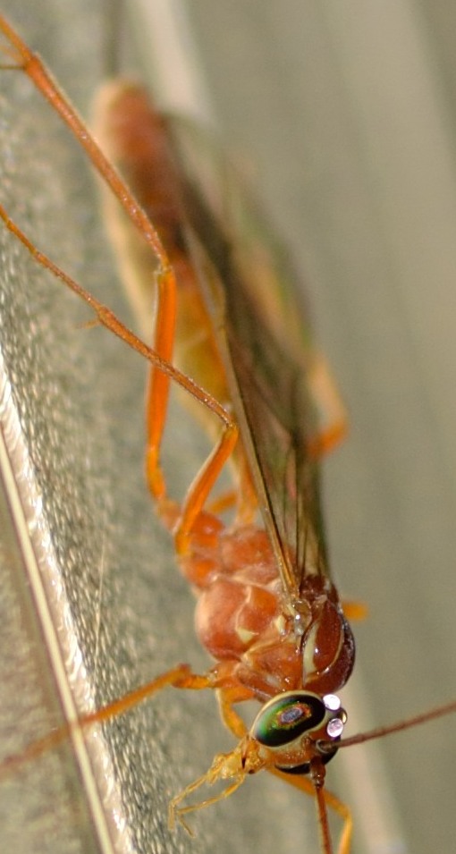 Netelia sp. (Ichneumonidae)