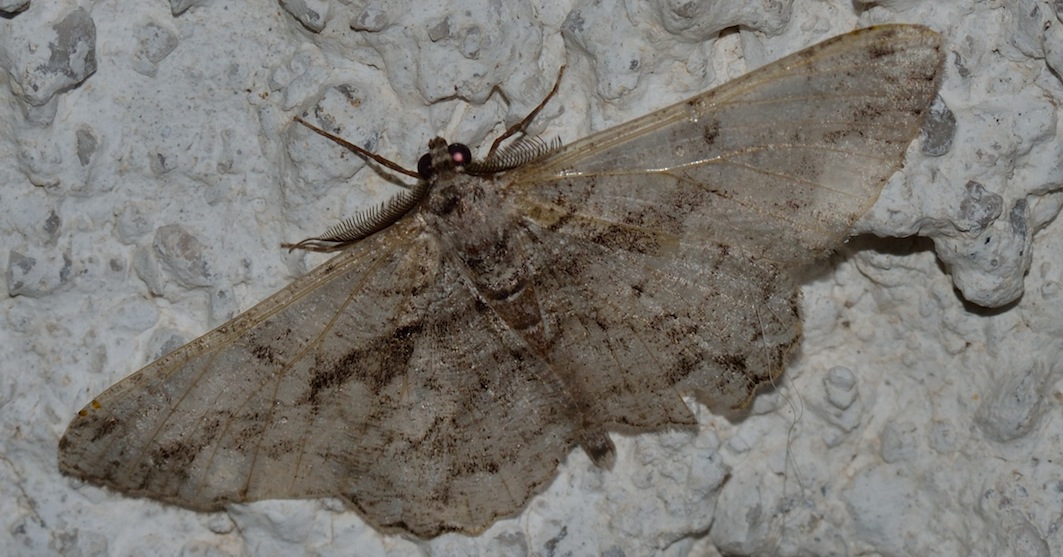 Menophra abruptaria
