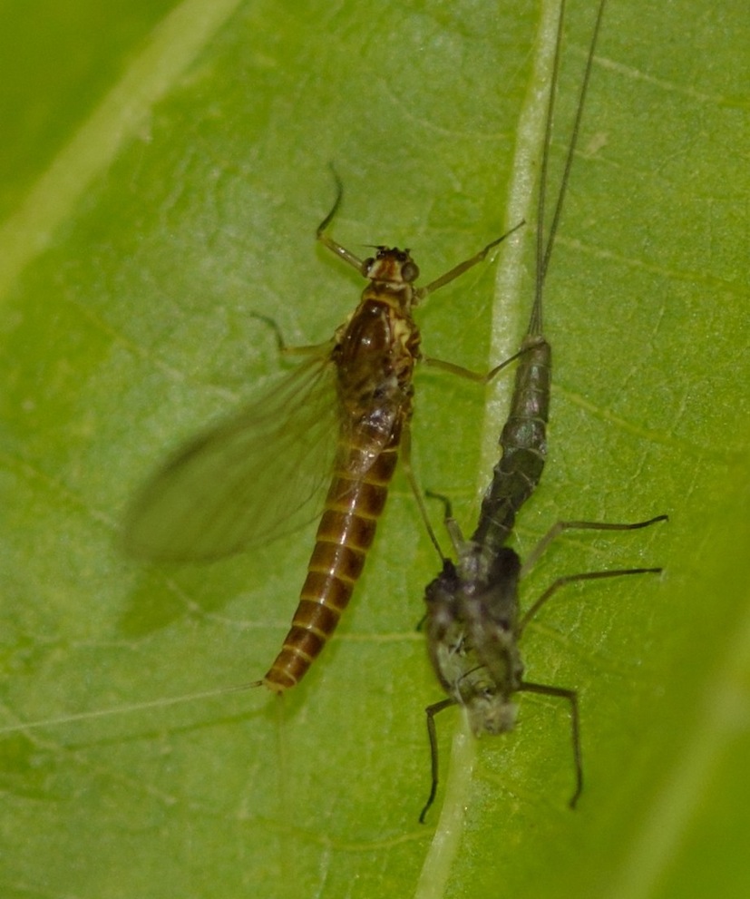 effimera da identiricare