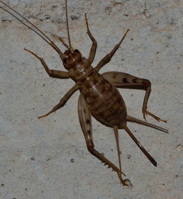 grillo da identificare