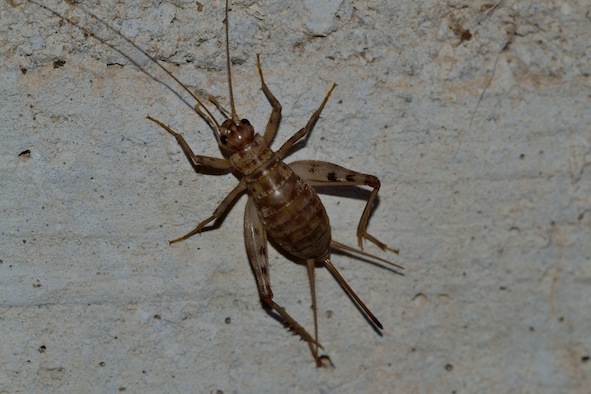 grillo da identificare