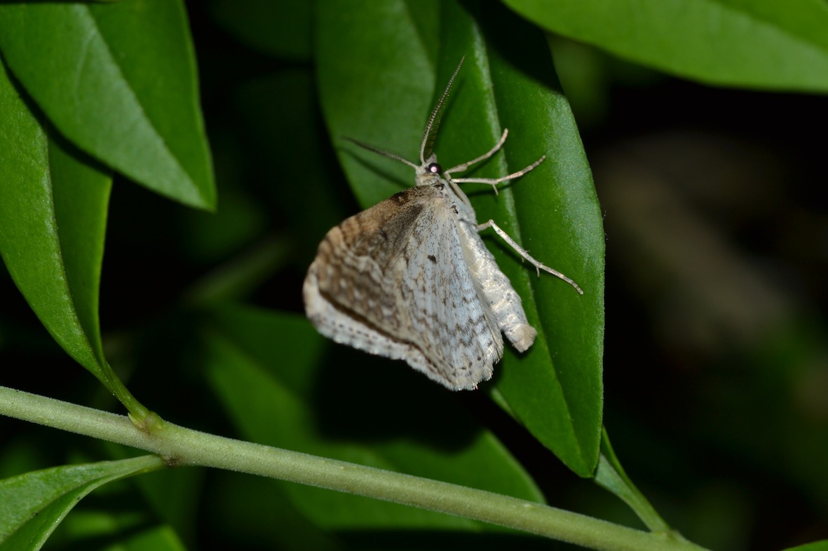 identificazione quasi impossibile (latoB)