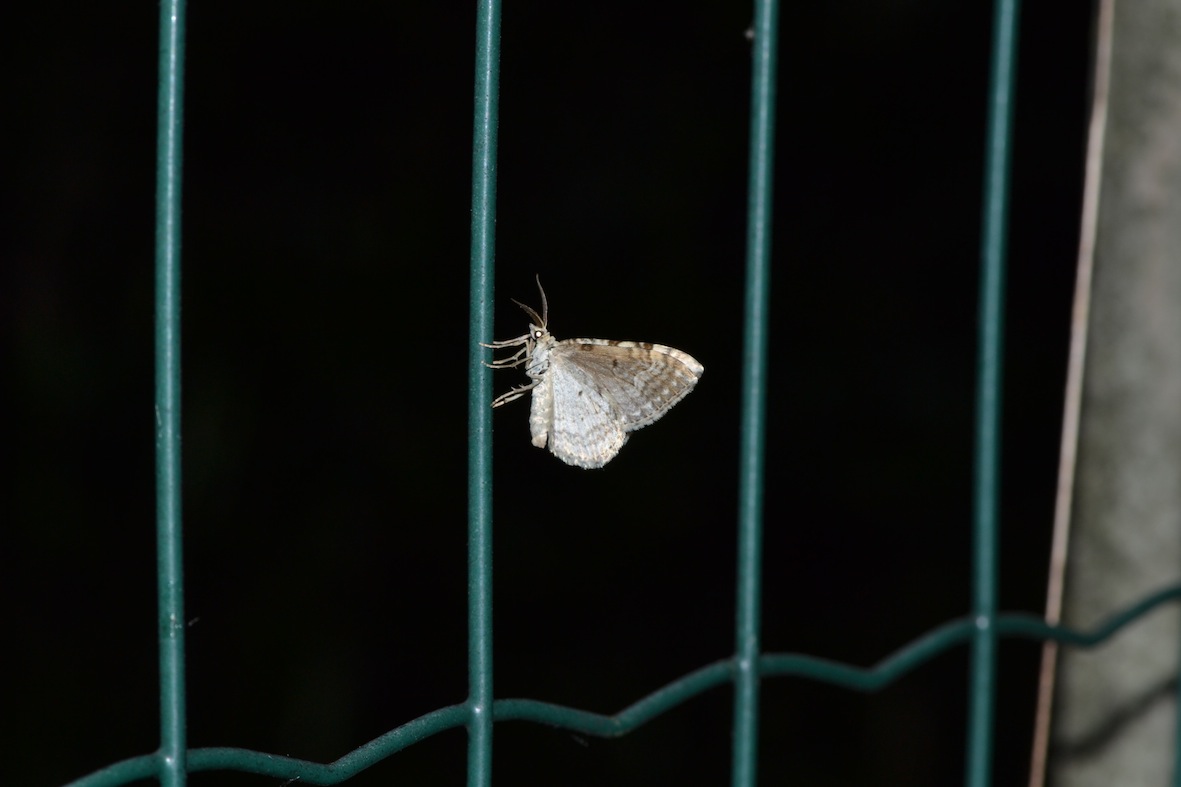 identificazione quasi impossibile (latoB)