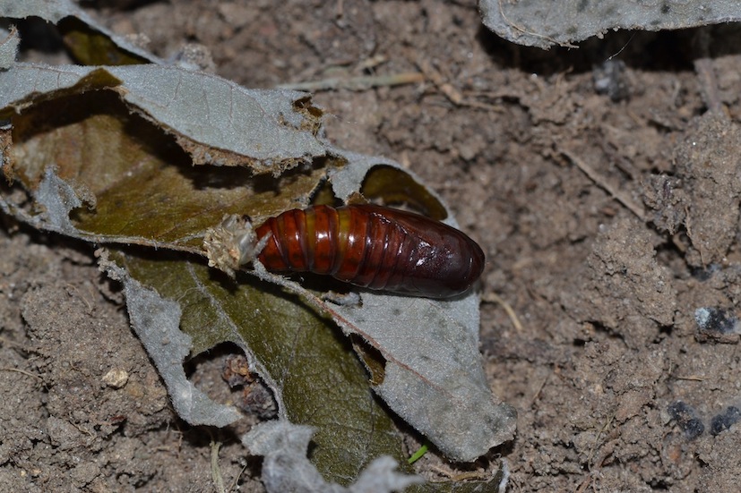 Bruco da identificare e consigli per l''allevamento