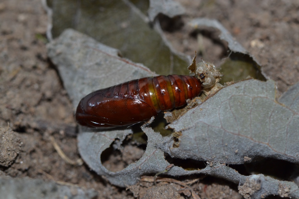 Bruco da identificare e consigli per l''allevamento