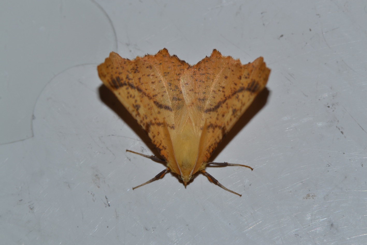 Ennomos alniaria?