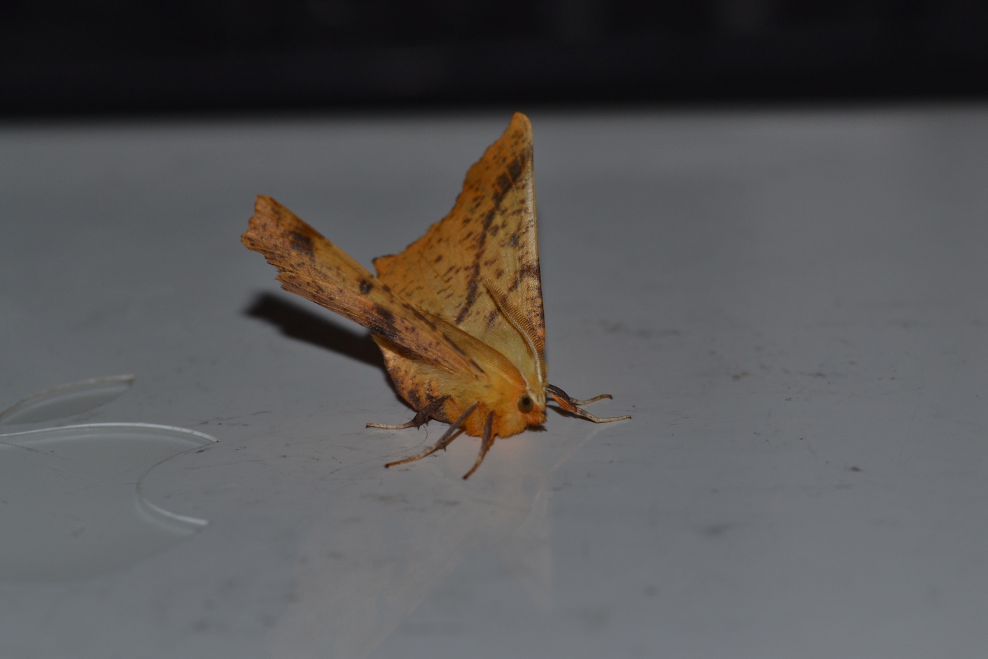 Ennomos alniaria?