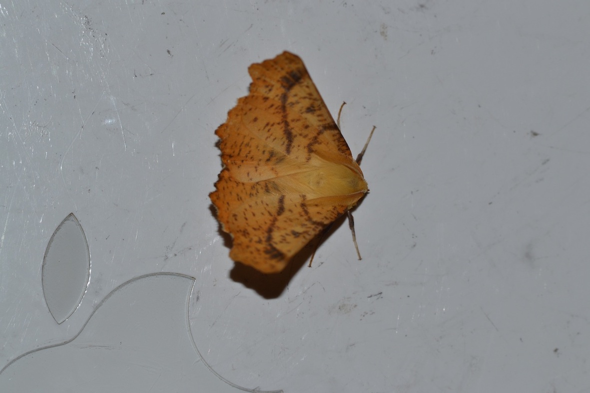 Ennomos alniaria?