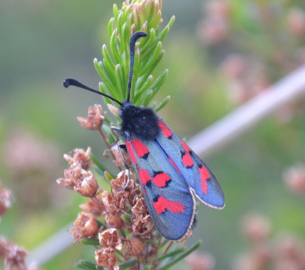 Zygaena oxytropis