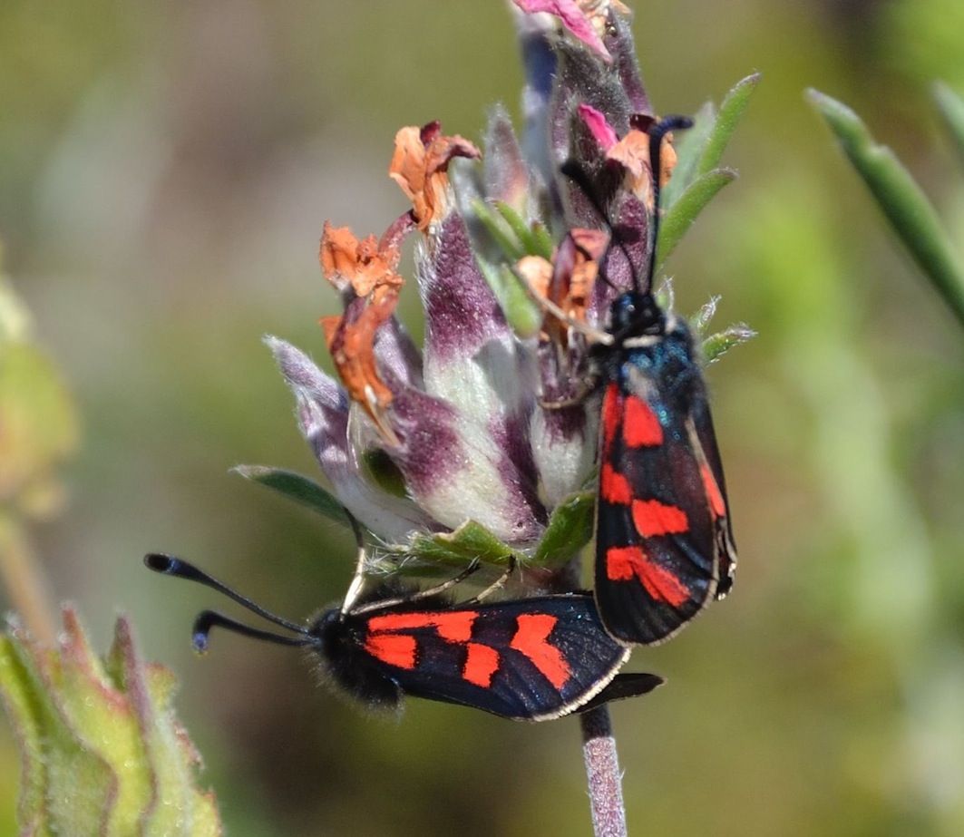 Zygaena oxytropis