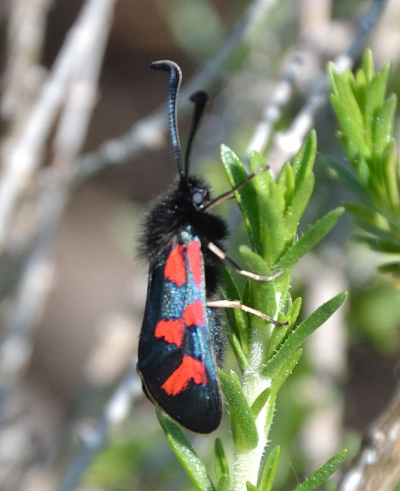 Zygaena oxytropis