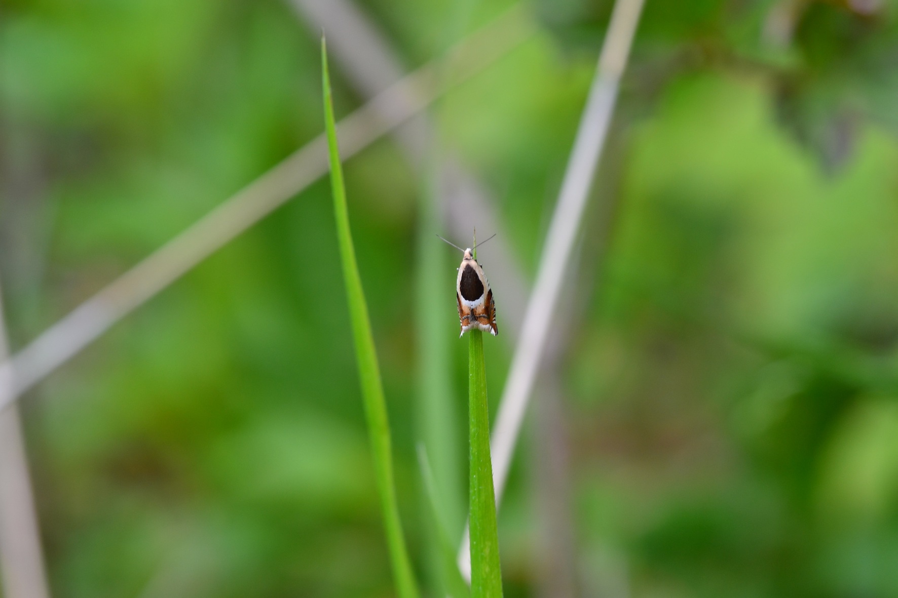 Ancylis badiana?