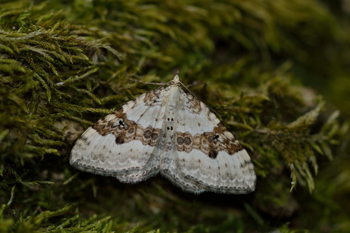 geometride da determinare