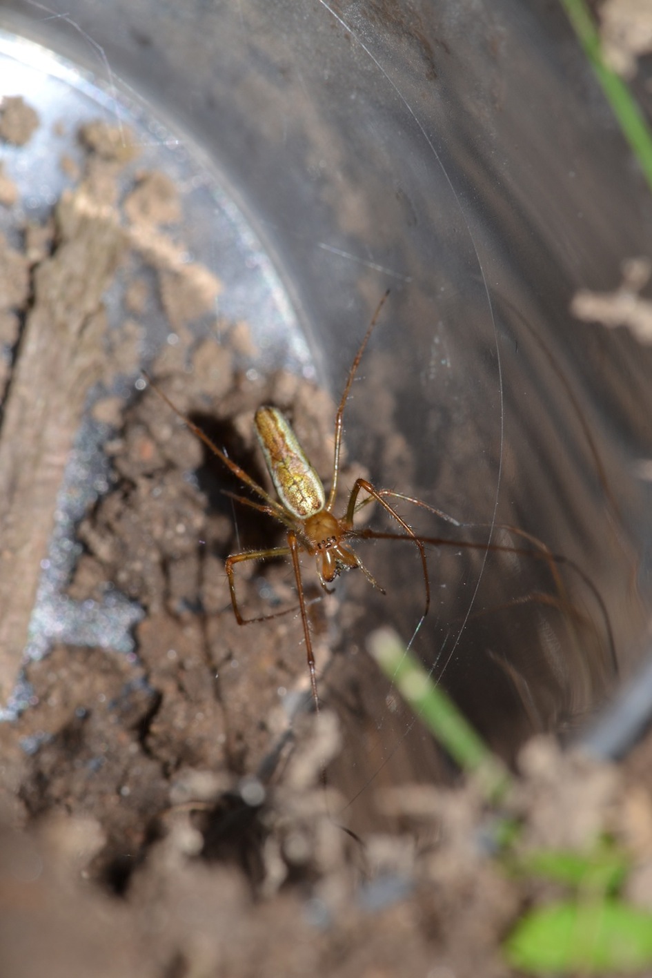 Tetragnatha - Danimarca