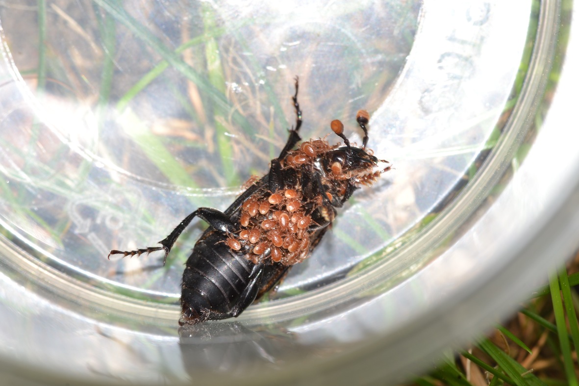 antenne da Melolonthidae: Nicrophorus humator