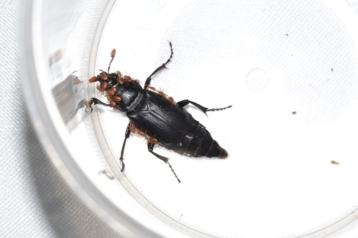 antenne da Melolonthidae: Nicrophorus humator