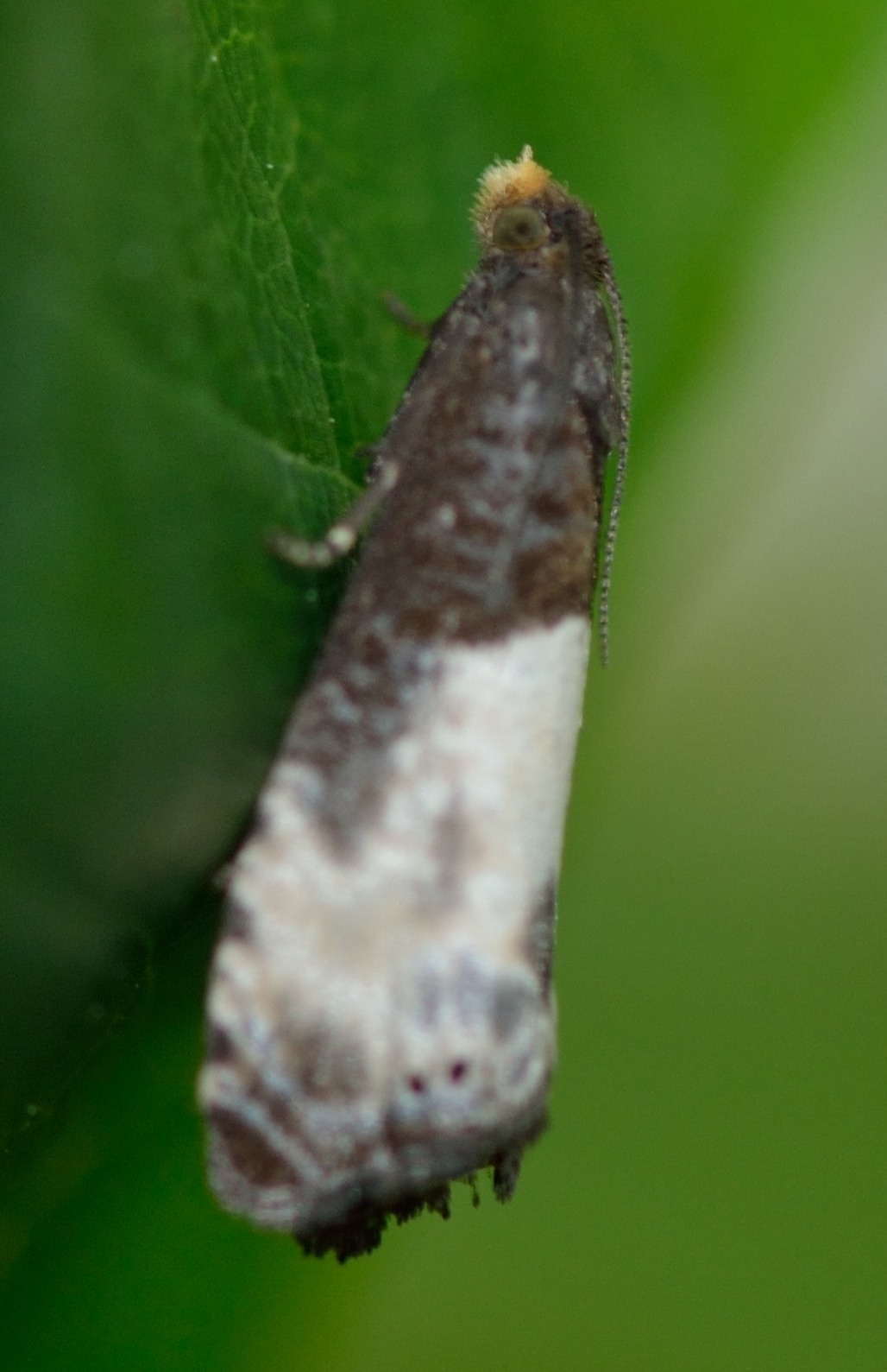 tortricide da determinare