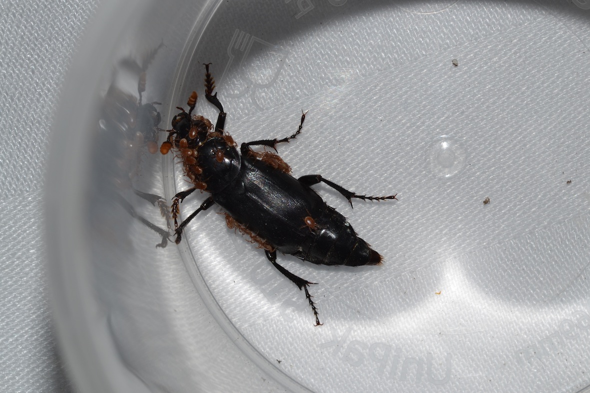 antenne da Melolonthidae: Nicrophorus humator