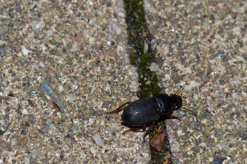 Harpalus rubripes