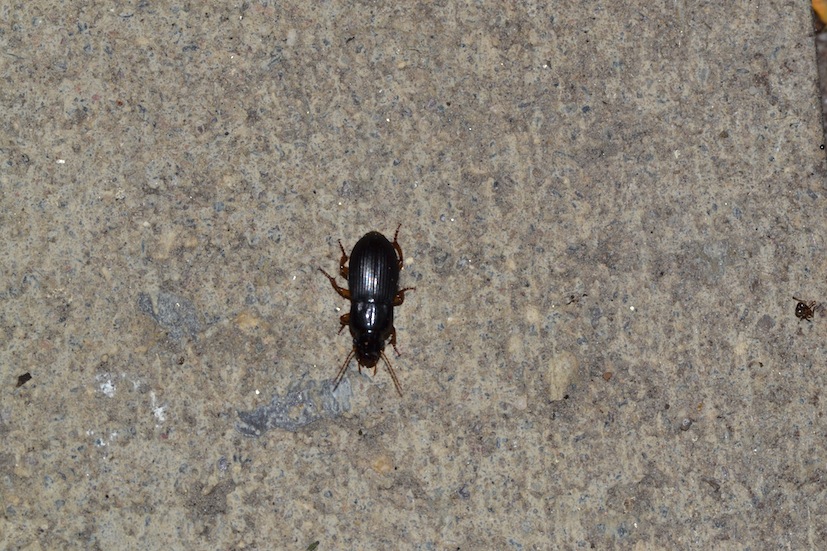 Harpalus rubripes