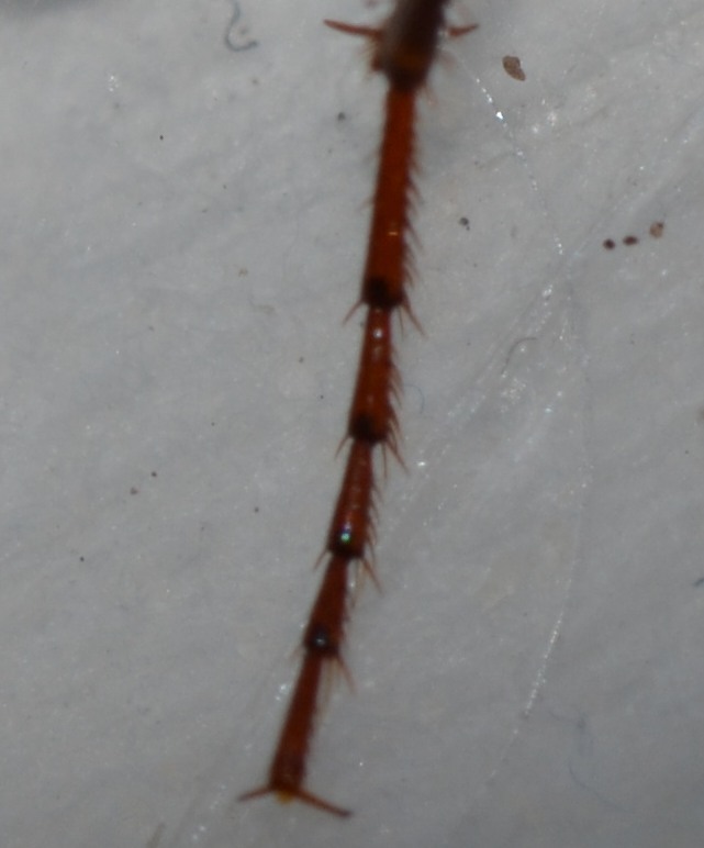 Nebria salina!