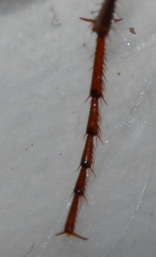 Nebria salina!