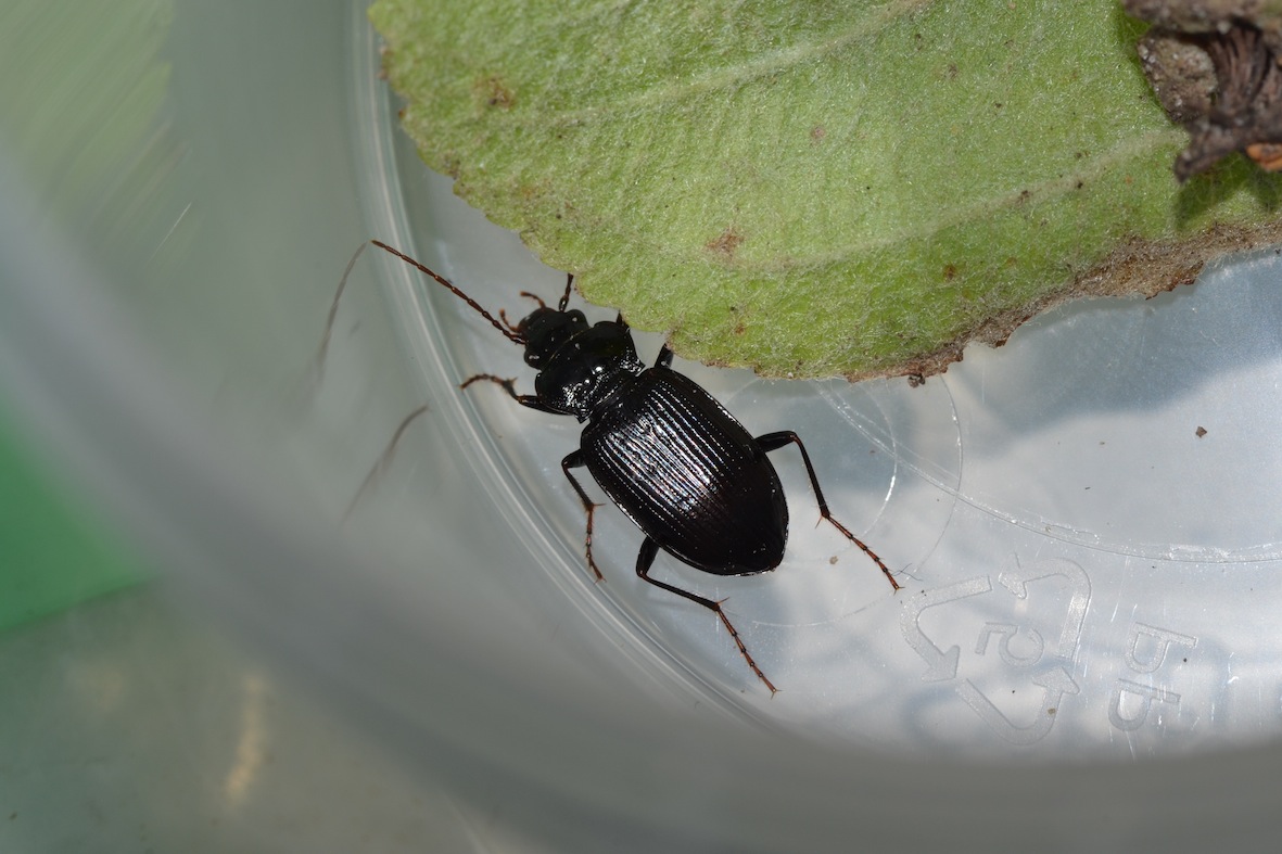 Nebria salina!