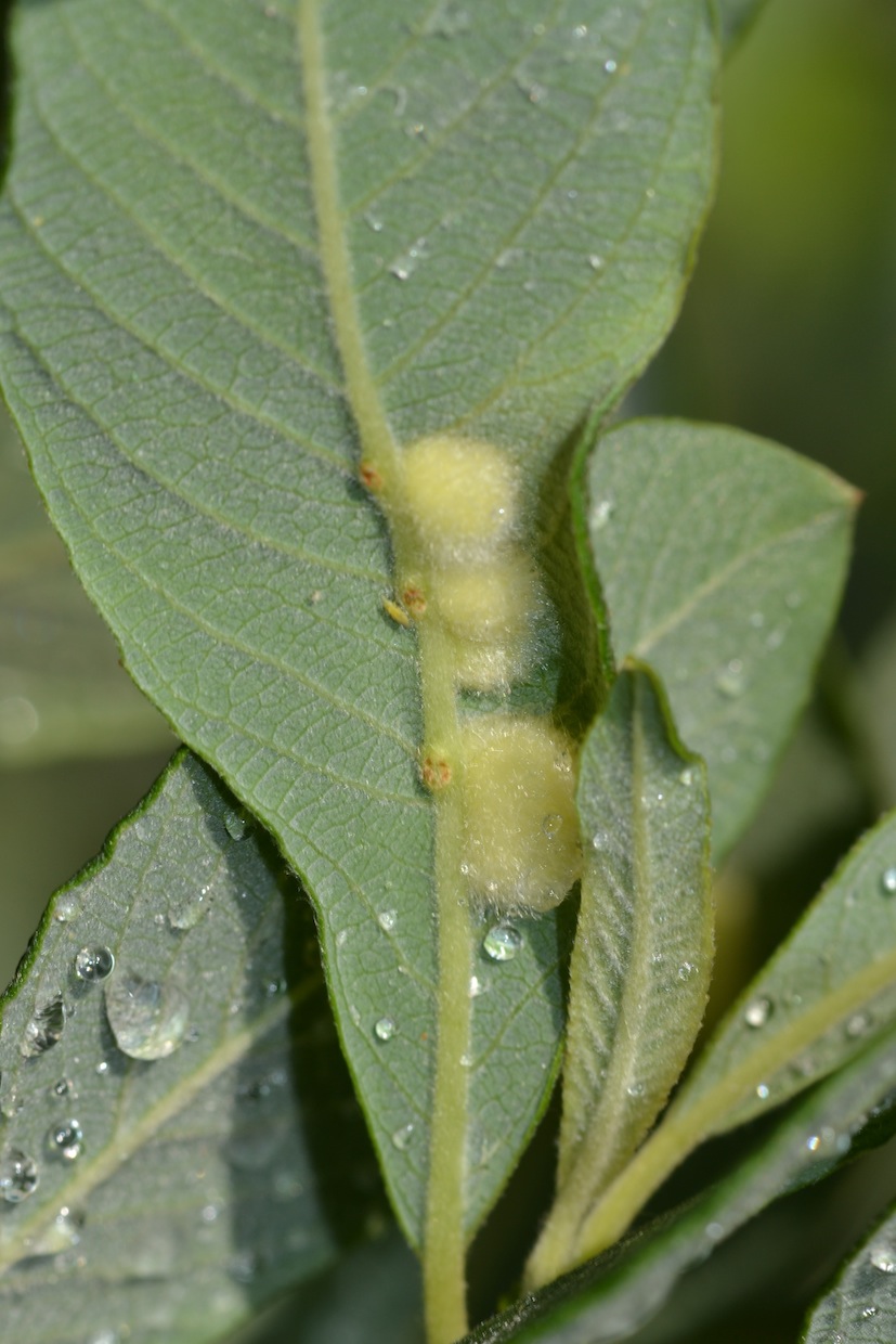 lepidotteri?imenotteri?altro?