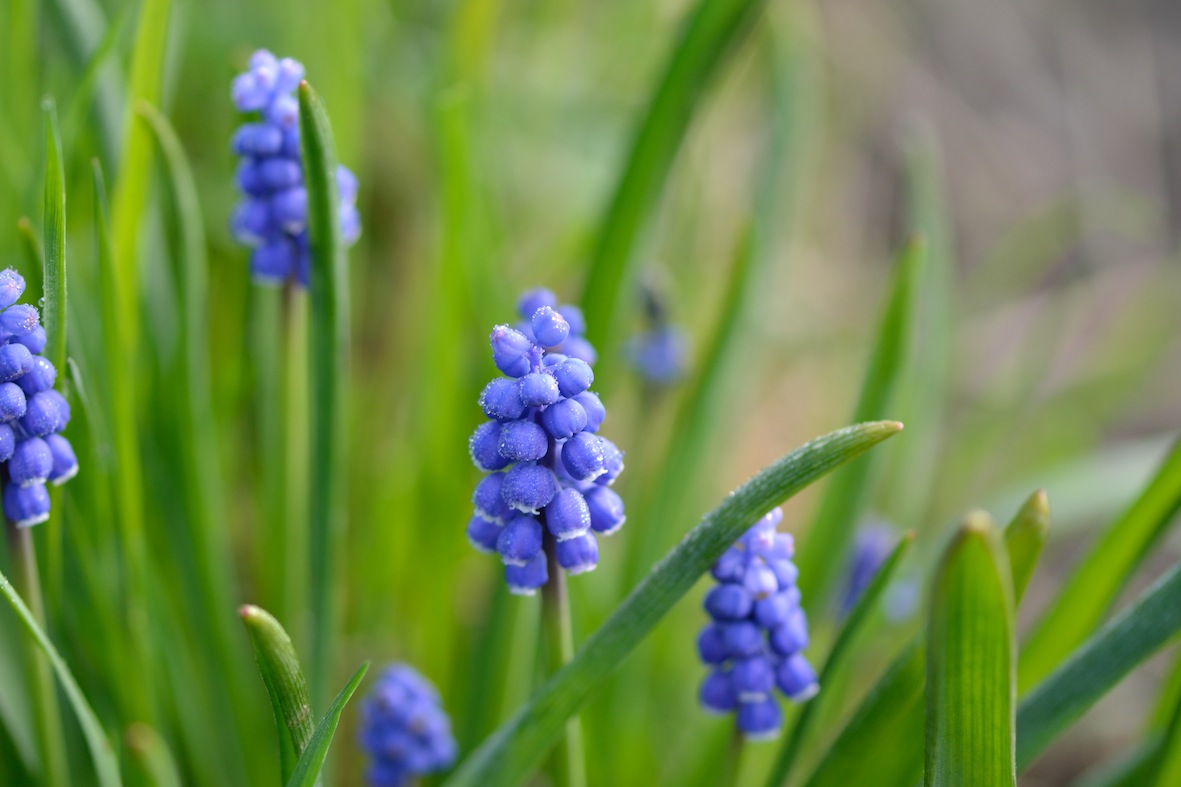 Muscari botryoides