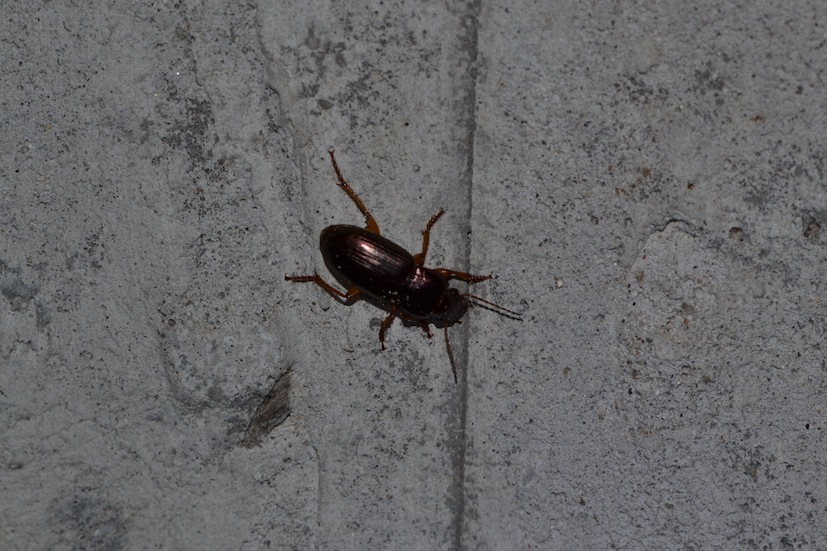 Harpalus affinis