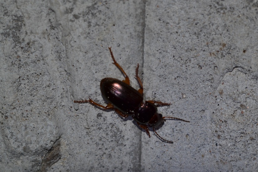 Harpalus affinis