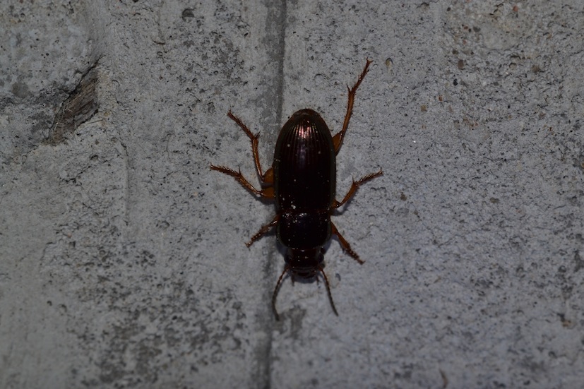 Harpalus affinis