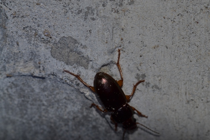 Harpalus affinis