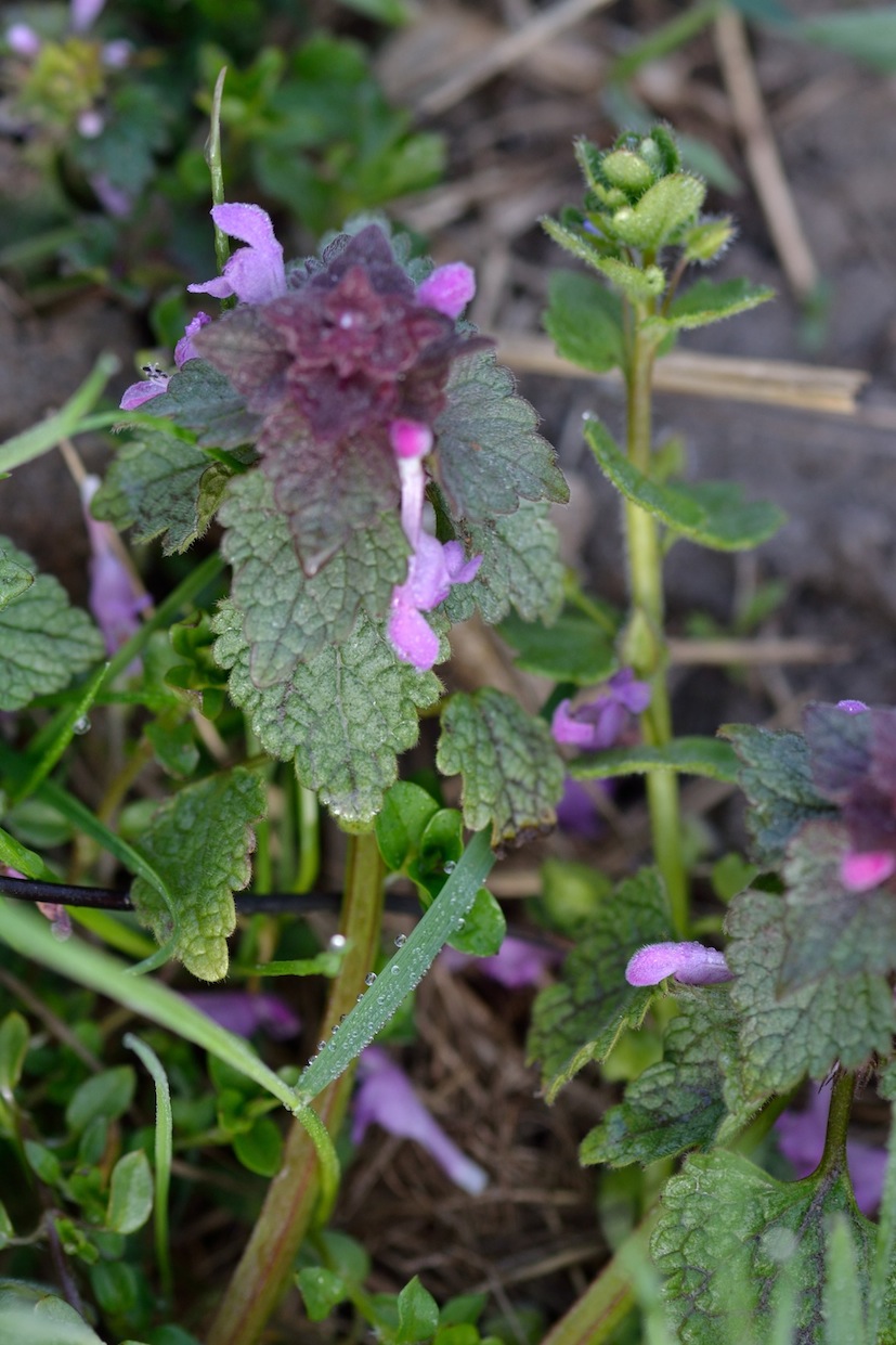Lamium purpureum