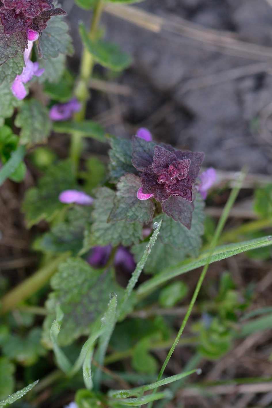 Lamium purpureum