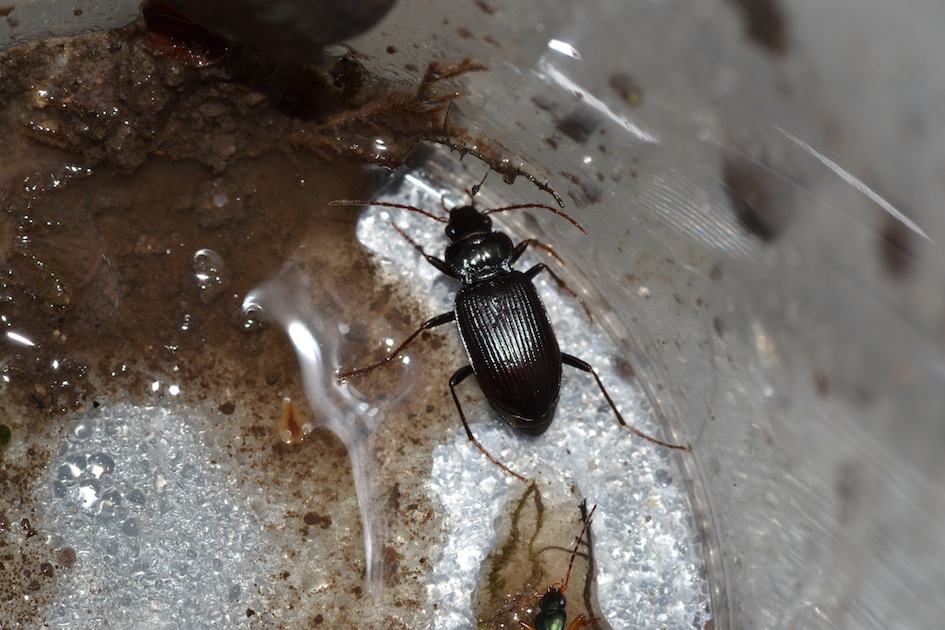 la solita Nebria salina