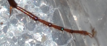 la solita Nebria salina
