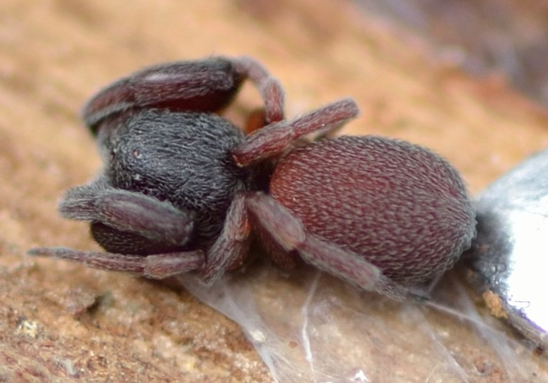 Palpimanus gibbulus - Ficuzza (PA)
