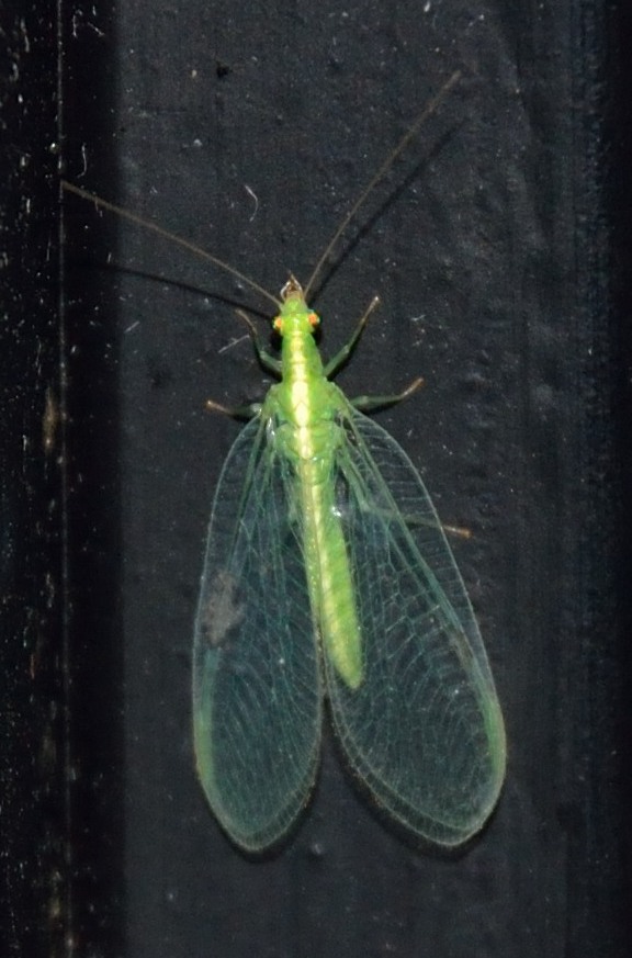 grosso Chrysopidae 2