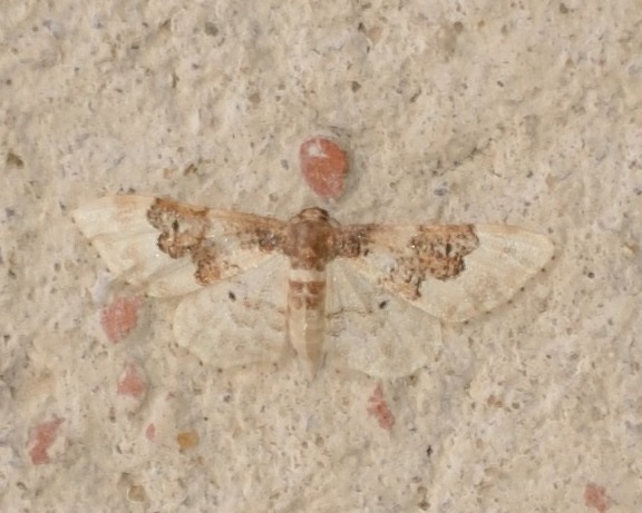 Idaea rusticata
