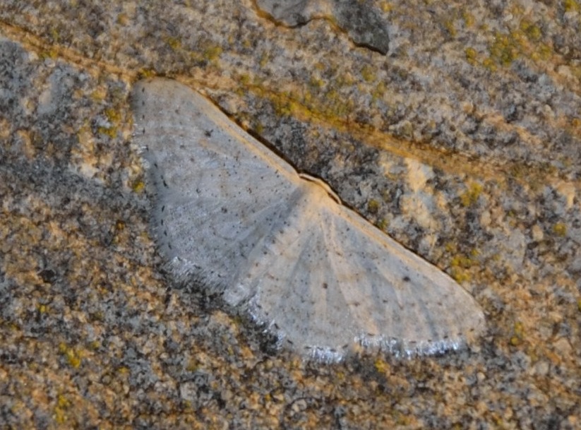 SOS Idaea?