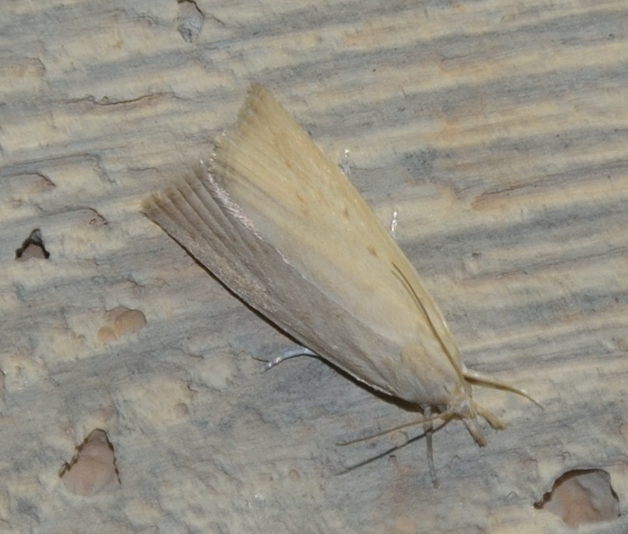 Crambidae: Calamotropha paludella, femina
