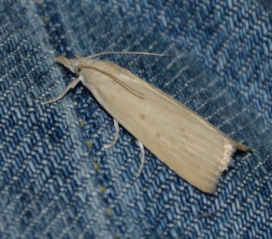 Crambidae: Calamotropha paludella, femina