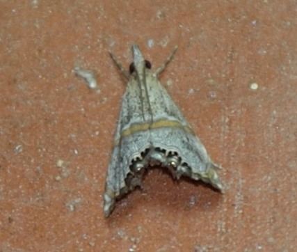 Euchromius superbellus?