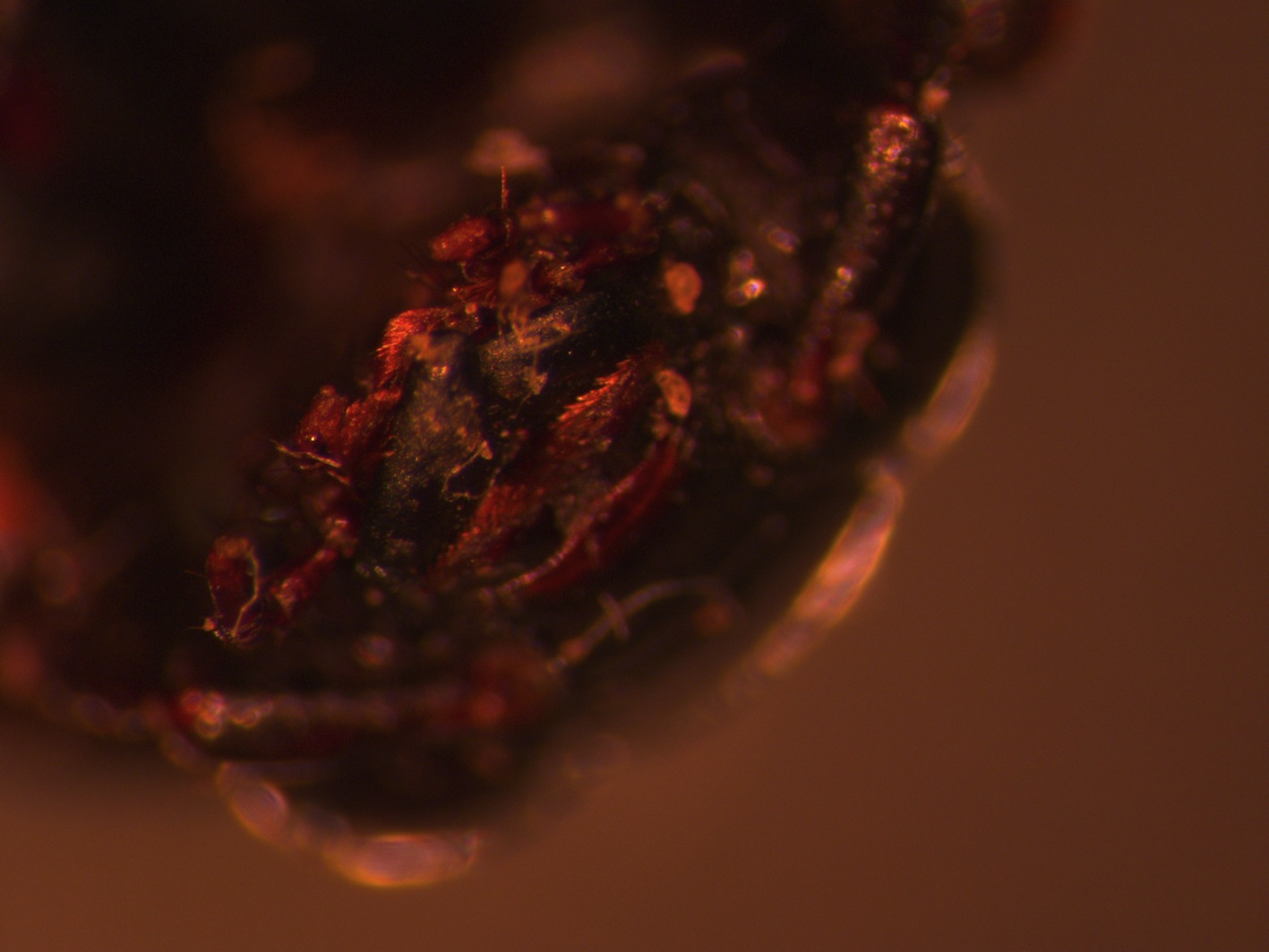 antenne da Melolonthidae: Nicrophorus humator