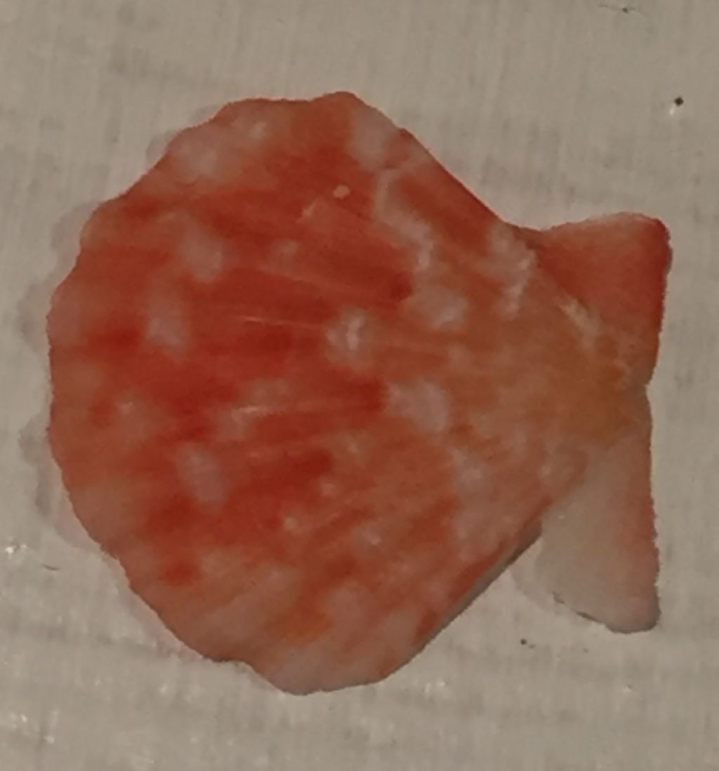 Pectinidae
