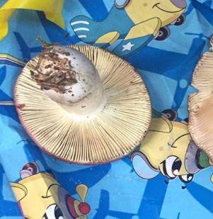 Russula 3