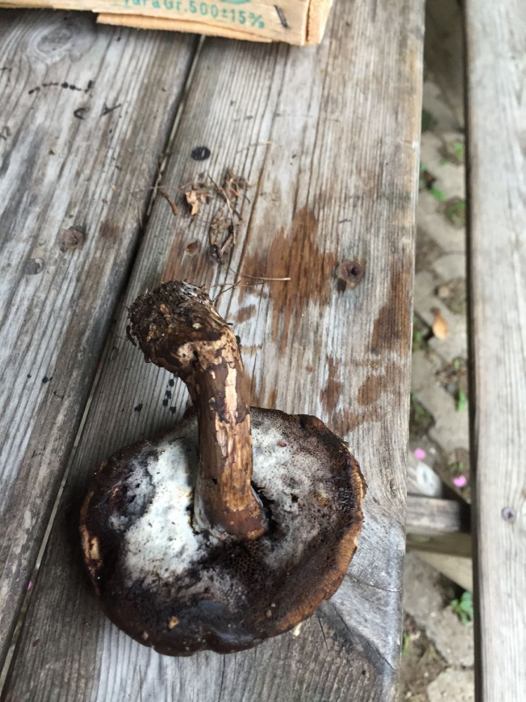 Gyroporus sp?